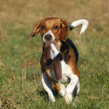 Jouets interactifs en peluche pour chien qui froissent et couinent