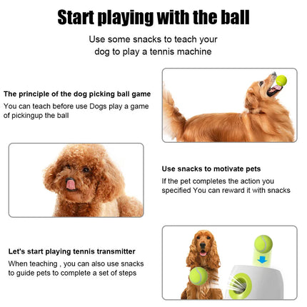 Jouet interactif pour chien : lanceur automatique de balles de tennis