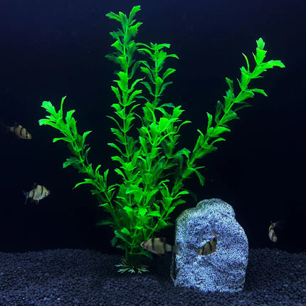 Plante aquatique de simulation d'aquarium de 30 cm de haut pour l'aménagement paysager d'un aquarium