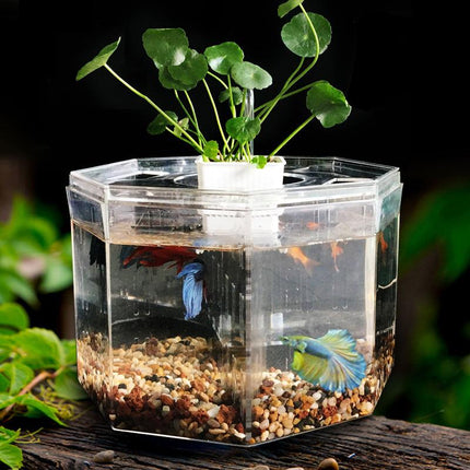 Aquarium de bureau pour poissons Betta 