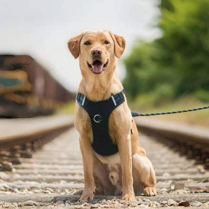 Ensemble harnais et laisse réfléchissants pour chiens de taille moyenne à grande – Idéal pour promener les Golden Retrievers et les Labradors