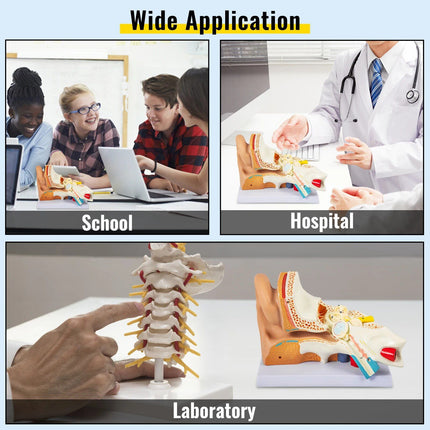 5X Enlarged Human Ear Anatomy Model - Wnkrs