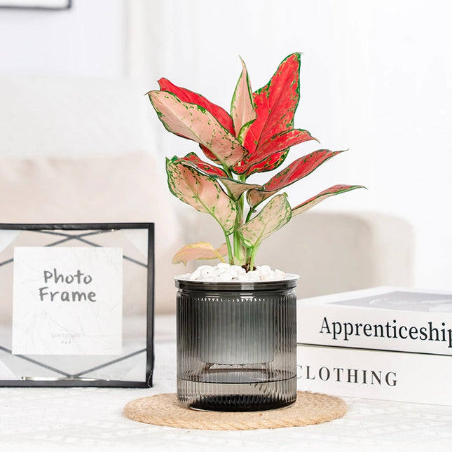 Jardinière transparente à arrosage automatique pour plantes succulentes