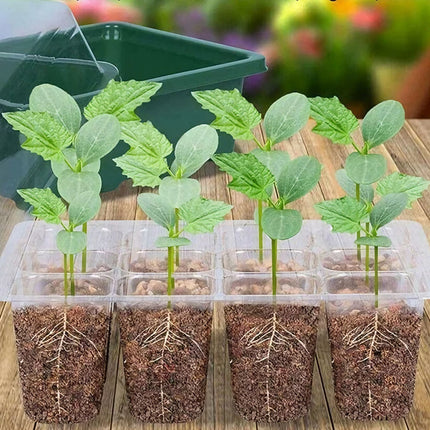 Bandeja para sembrar semillas con tapa transparente para el crecimiento de las plantas