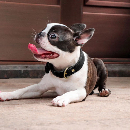 Collar ajustable de cuero auténtico para perros medianos y grandes