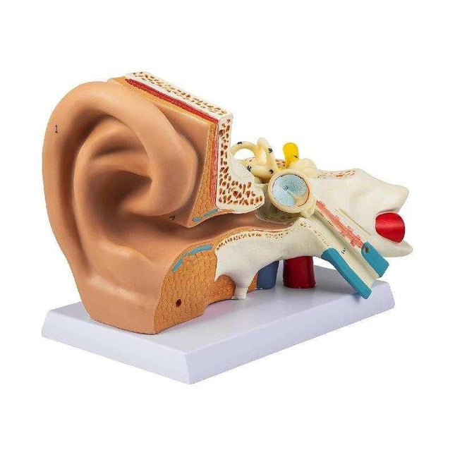 5X Enlarged Human Ear Anatomy Model - Wnkrs