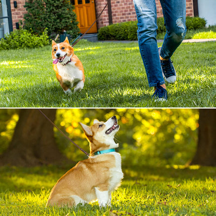 Laisse pour chien en cuir véritable avec poignée confortable pour petits chiens et chats