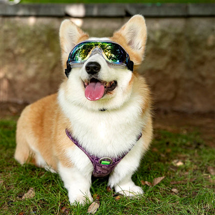 Lunettes de soleil pour chien, coupe-vent, résistantes aux UV, réglables, pour chiens de taille moyenne à grande