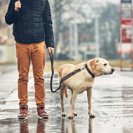 Laisse élastique réfléchissante et durable pour chien