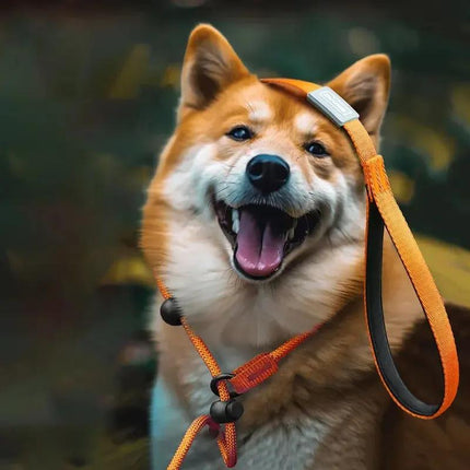 Laisse pour chien réglable