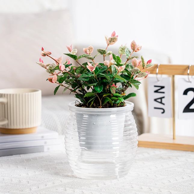 Vase à fleurs succulentes auto-arrosant