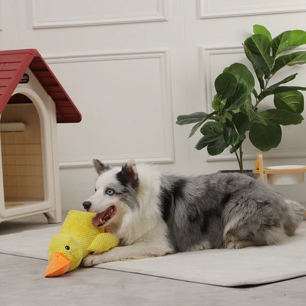 Jouet interactif pour chien en forme de canard avec couineur