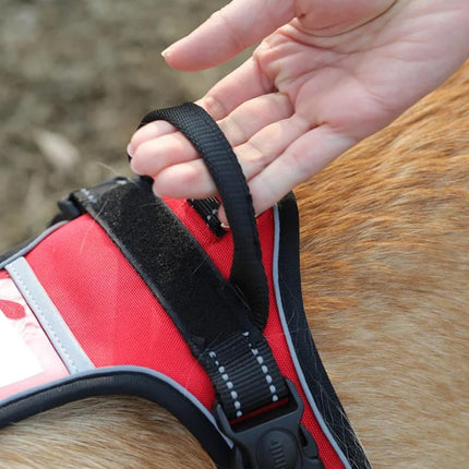 Ensemble harnais et laisse réfléchissants pour chiens de taille moyenne à grande – Idéal pour promener les Golden Retrievers et les Labradors