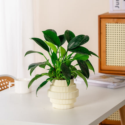 Pot de fleurs hydroponique auto-arrosant – Décoration de bureau moderne