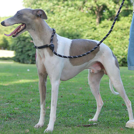 Laisse de dressage pour chien en corde coulissante très résistante