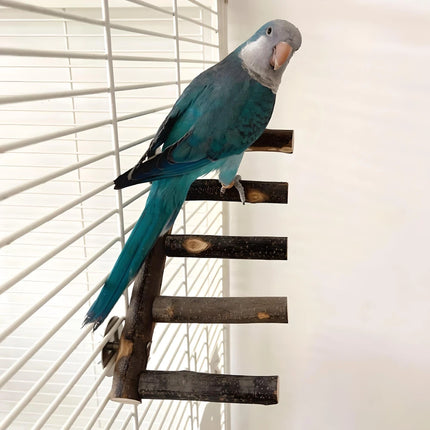 Jouet à mâcher et perchoir pour oiseaux en bois de pommier naturel