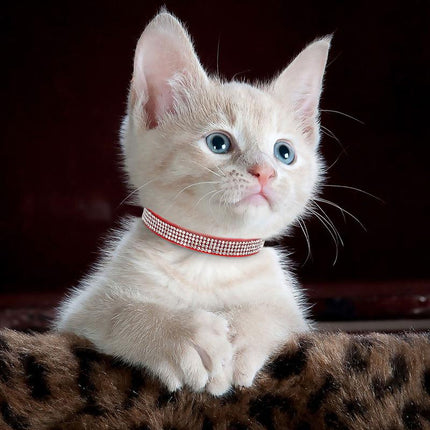 Collar para gato de gamuza suave con diamantes de imitación