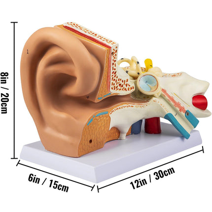 5X Enlarged Human Ear Anatomy Model - Wnkrs