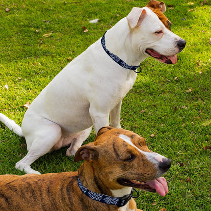 Adopted Pet Collar - Cute Dog Collar - Trendy Dog Collar - wnkrs