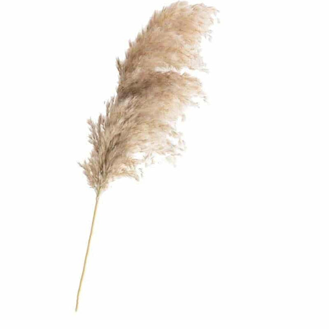 Set of Natural Dried Pampas Grass Bunches - wnkrs