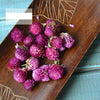 gomphrena-globosa