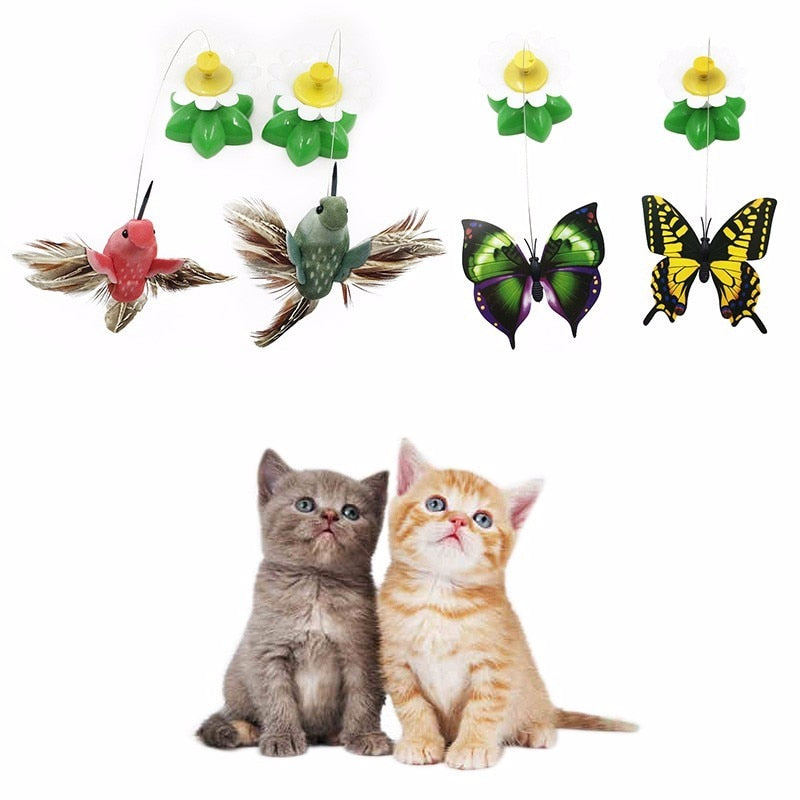 Colorful Electric  Butterfly and Bird