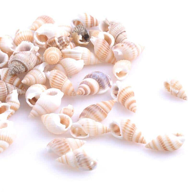 Beige Spiral Shells 100 Pcs Set - wnkrs